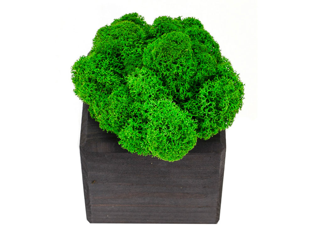 Композиция Мох в интерьере