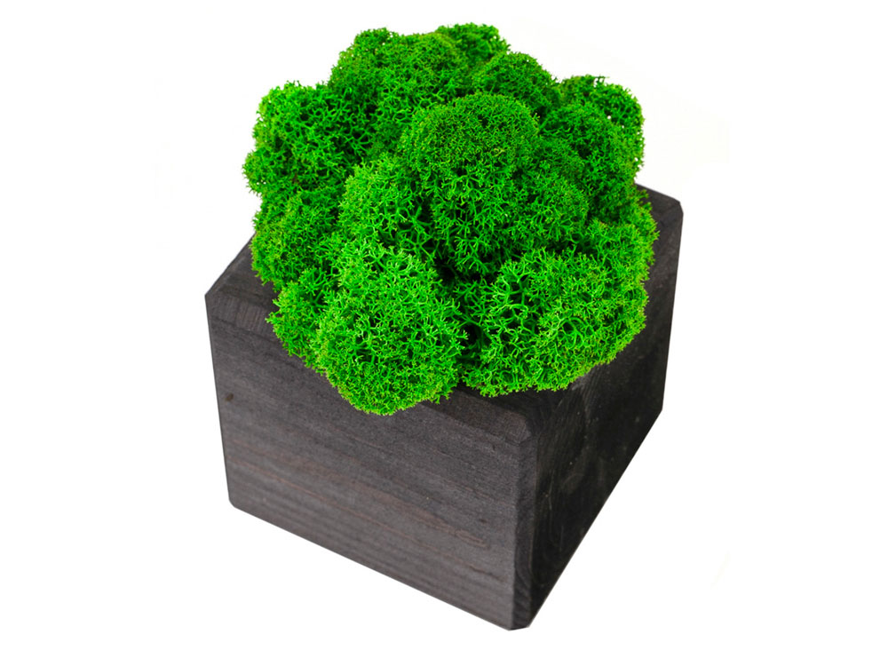 Композиция Мох в интерьере