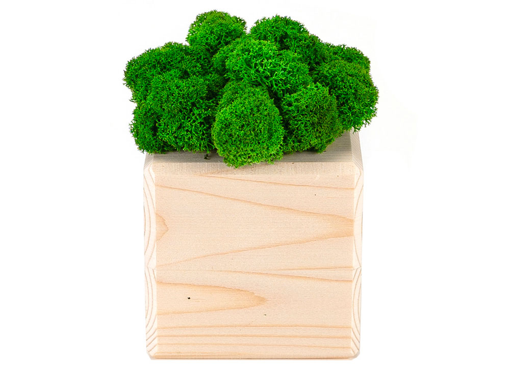 Композиция Мох в интерьере