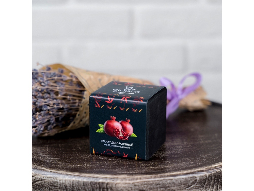 Набор для выращивания Small village cube Эхинокактус Альбинос