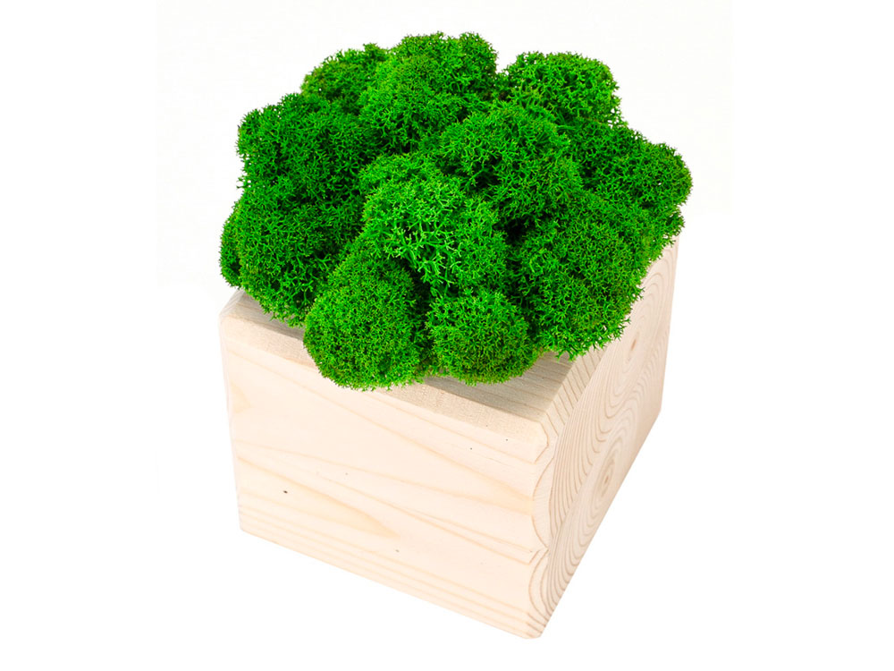 Композиция Мох в интерьере