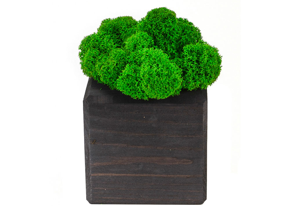 Композиция Мох в интерьере